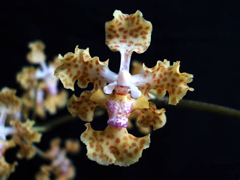 UCR researcher discovers new species of orchid - Highlander