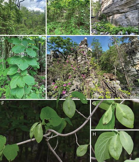 Habitat and morphology of Keraunea brasiliensis Cheek & Simão-Bianchini ...