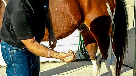 Sheath Cleaning Without Sedation – The Horse's Advocate