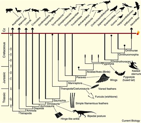 Summary phylogeny (genealogical tree) of birds. | Download Scientific Diagram