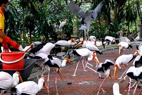 KL Bird Park - world's largest free-flight walk-in aviary