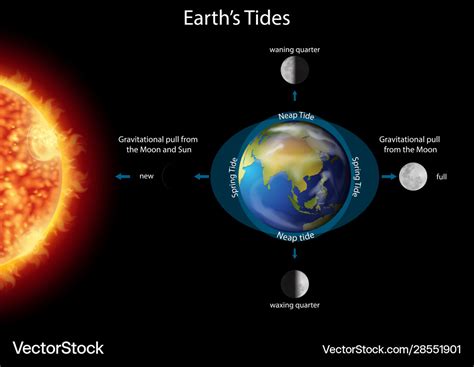 Diagram showing earth tides with earth and sun Vector Image