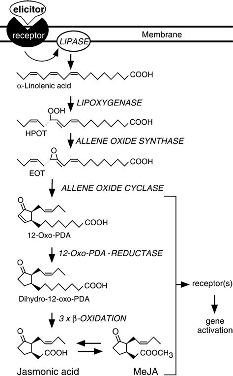 Schematic representation of the jasmonate biosynthetic pathway:...