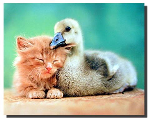 Cat and Duck Friends Poster | Animal Posters