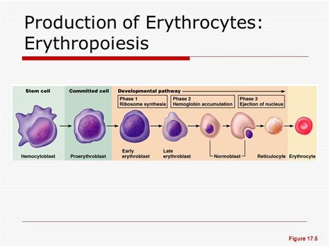 chapter 17 erythropoiesis genesis of red blood cells Diagram | Quizlet