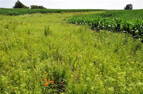 Planting Native Prairie Could Be a Secret Weapon for Farmers | Civil Eats