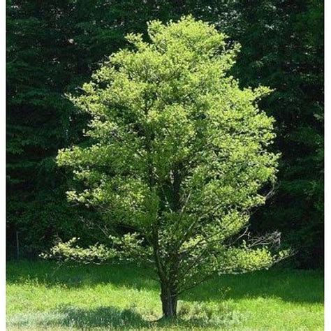 Black Alder Tree Seeds in 2020 | Alder tree, Tree seeds, Trees to plant