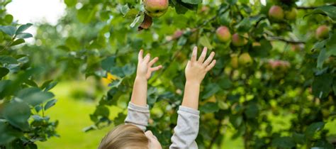 Teaching Kids About Harvest Season: Hands-On Learning Activities - Camp ...