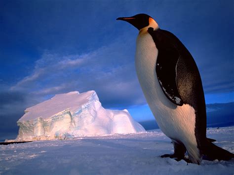 Penguin | The Biggest Animals Kingdom