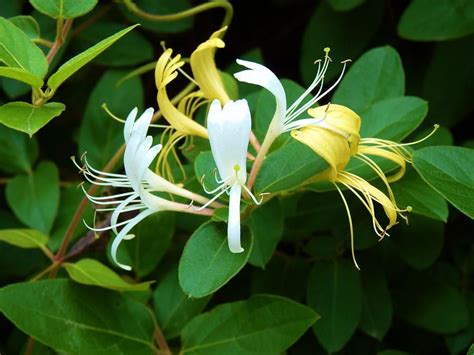 The Best Types of Honeysuckle Vines and How To Grow It In The Garden ...