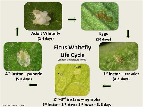 PPT - Whiteflies PowerPoint Presentation, free download - ID:2164945