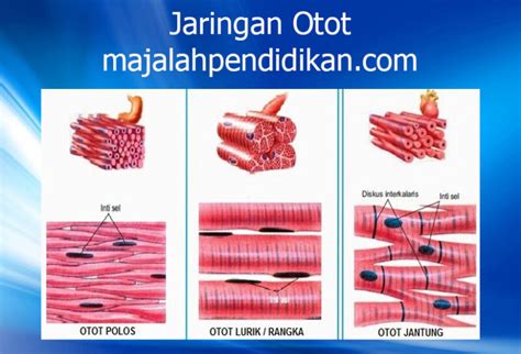 Jaringan Otot - Pengertian, Gambar, Fungsi, Struktur, Jenis