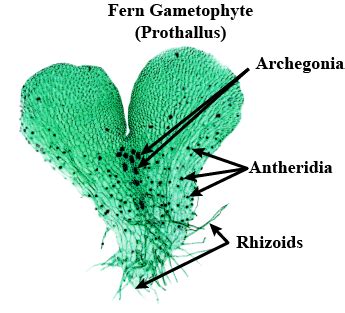 What is the gametophyte of fern called?