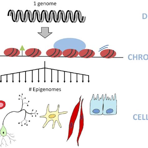 (PDF) Epigenetic mechanisms in development, inheritance and disease