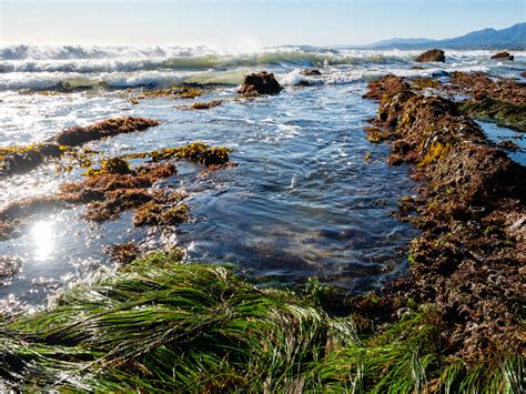 What is the Intertidal Zone?