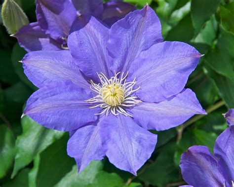 All About Clematis