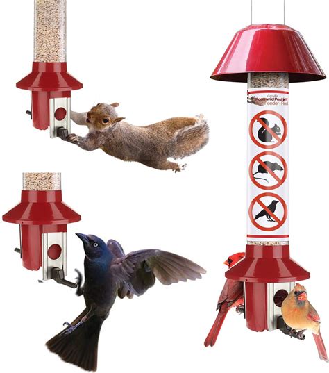 Best Dove Proof Bird Feeders – Your Best Life