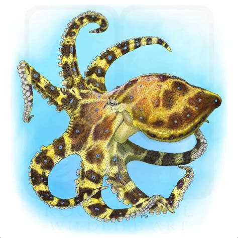 Blue-Ringed Octopus - Signed Fine Art Print - inkart