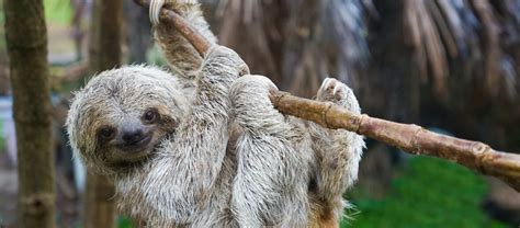 The Pygmy 3-Toed Sloth | Critter Science