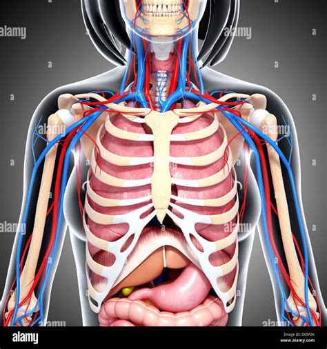 Female chest anatomy hi-res stock photography and images - Alamy