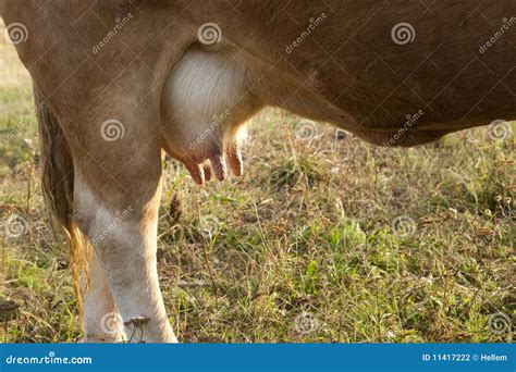 Cow - Udder Stock Photography - Image: 11417222