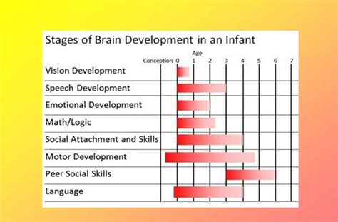 Give You Child A Winning Edge: Stages Of Brain Development In An Infant