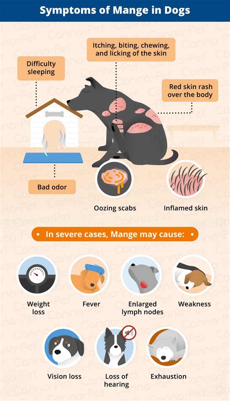 Mange in Dogs: Causes, Symptoms, & Treatment | Canna-Pet®