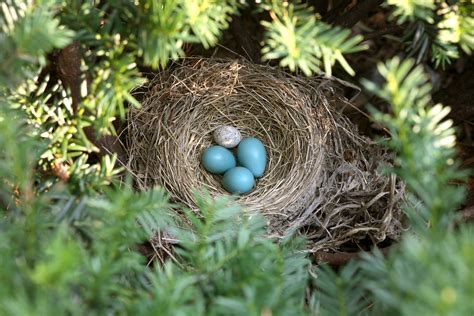 Is It Okay to Remove Cowbird Eggs From Host Nests? | Audubon