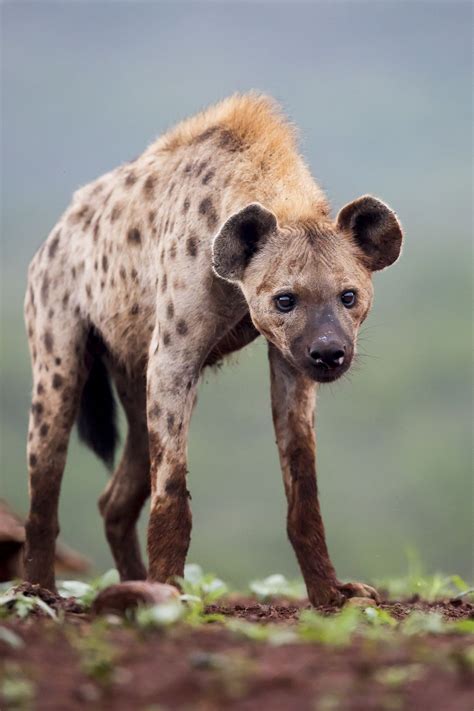 Curiosity got the better of this young spotted hyena. It left the bones behind and came over to ...