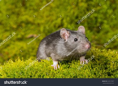 Rattus Norvegicus Pet Rat Stock Photo (Edit Now) 525517897