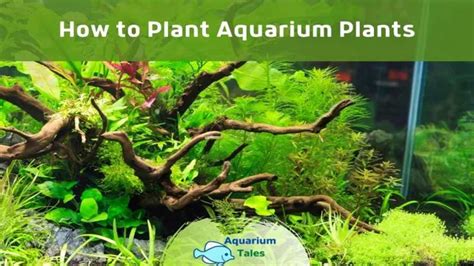 How to Properly Plant Aquarium Plants: A Beginner's Guide for a Thriving Underwater Garden