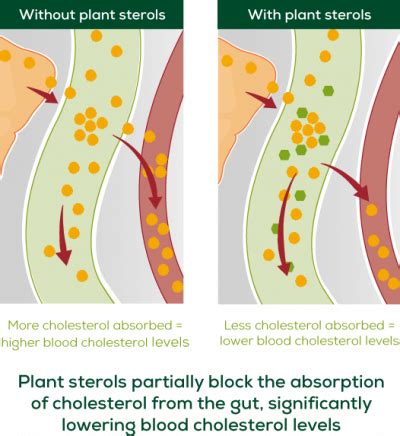 Plant Sterols for Lowering Cholesterol | Ideal Nutrition