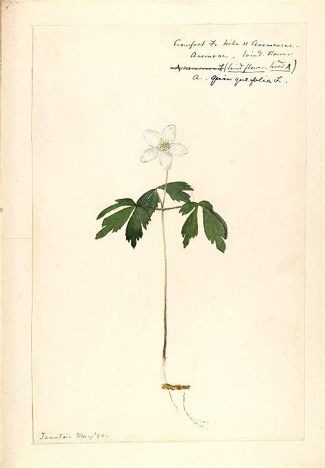 v.6 (1888-1910) - [Water-color sketches of plants of North America and Europe] - Biodiversity ...