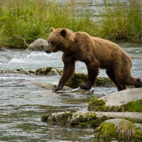 Haines, Alaska | Alaska, Brown bear, Bear