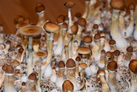 Denver is set to vote on decriminalizing hallucinogenic psilocybin mushrooms | Salon.com