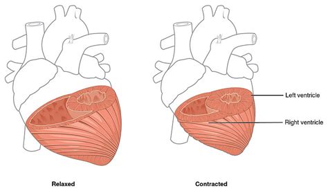 Difference Between Auricle and Ventricle | Definition, Structure, Function, Differences