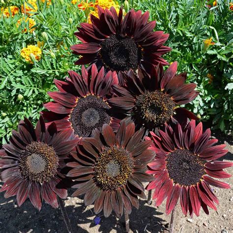 Helianthus Annuus Chocolate Cherry Sunflower Seeds