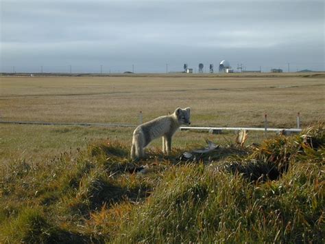 78 best Barrow Alaska images on Pinterest | Barrow alaska, Polar bears ...