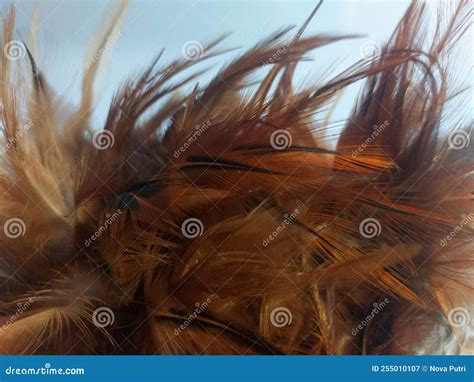 Brown chicken feathers stock image. Image of animal - 255010107