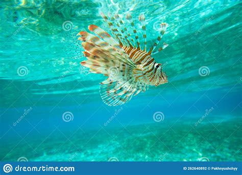 Lion fish swimming water stock photo. Image of lion - 262640892