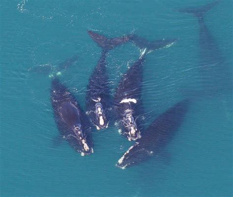 Whales Face New Threats From Humans Despite Conservation Efforts - EcoWatch