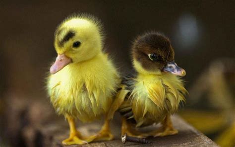 Baby Duck Wallpapers - Wallpaper Cave