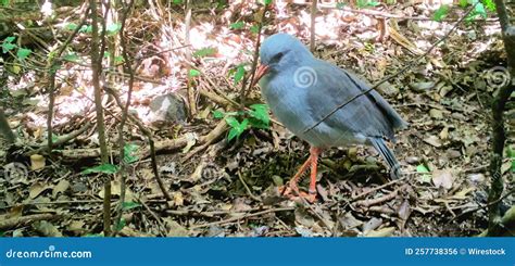 Cagou Endemic Caledonian Bird Stock Photo - Image of ecology, animal ...