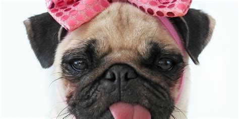 🔥 [80+] Pug Dog Wallpapers | WallpaperSafari