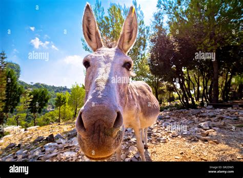 Dalmatian island donkey in nature, animal in the wild, Croatia Stock ...