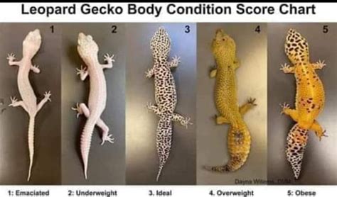 four different types of gecko body condition score chart