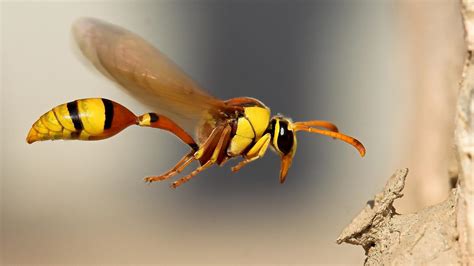 Hornet Insect Wallpapers - Wallpaper Cave