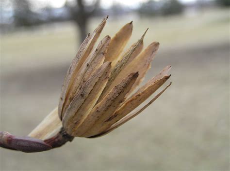 Tuliptree - - Purdue Fort Wayne