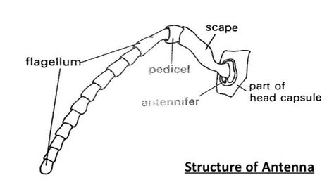 Insect Antennae: Structure, Functions and Their Modifications