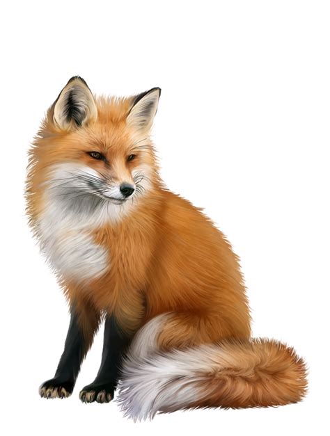 Red fox Portable Network Graphics Animal Computer Icons - fox png ...